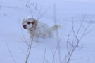 Dukeries' Clumber Spaniel Sparkle