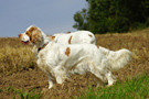 Dukeries' Clumber Spaniel Aven