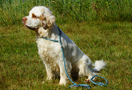 Dukeries' Clumber Spaniel Sparkle