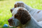 Dukeries' Clumber Spaniel Aven