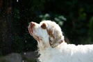 Dukeries' Clumber Spaniel Sparkle