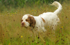 Dukeries' Clumber Spaniel Aven