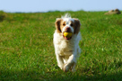 Dukeries' Clumber Spaniel Leya