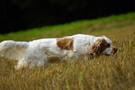 Dukeries' Clumber Spaniel Aven