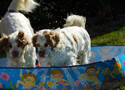 Dukeries' Clumber Spaniel Leya