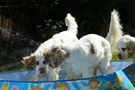 Dukeries' Clumber Spaniel Aven