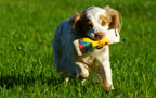 Dukeries' Clumber Spaniel Leya