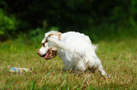 Dukeries' Clumber Spaniel Sparkle