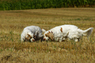 Dukeries' Clumber Spaniel Leya