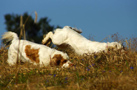 Dukeries' Clumber Spaniel Sparkle