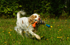 Dukeries' Clumber Spaniel Leya