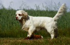 Dukeries' Clumber Spaniel Sparkle