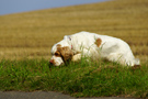 Dukeries' Clumber Spaniel Aven