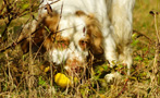 Dukeries' Clumber Spaniel Aven