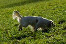 Dukeries' Clumber Spaniel Leya