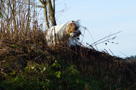 Dukeries' Clumber Spaniel Leya