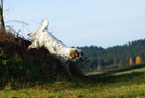 Dukeries' Clumber Spaniel Leya