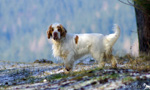 Dukeries' Clumber Spaniel Leya