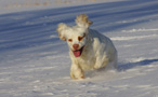 Dukeries' Clumber Spaniel Sparkle