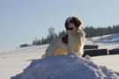 Dukeries' Clumber Spaniel Aven