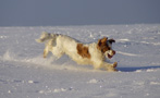 Dukeries' Clumber Spaniel Aven