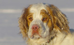 Dukeries' Clumber Spaniel Leya