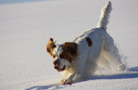 Dukeries' Clumber Spaniel Aven