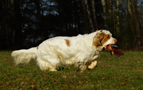 Dukeries' Clumber Spaniel Leya