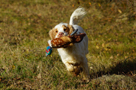 Dukeries' Clumber Spaniel Leya