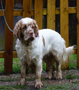 Dukeries' Clumber Spaniel Leya