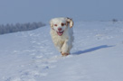 Dukeries' Clumber Spaniel Sparkle