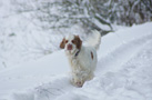 Dukeries' Clumber Spaniel Aven