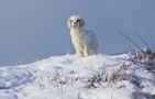 Dukeries' Clumber Spaniel Sparkle