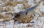 Dukeries' Clumber Spaniel Leya