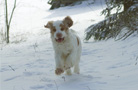 Dukeries' Clumber Spaniel Leya