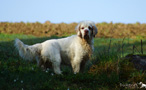 Dukeries' Clumber Spaniel Sparkle