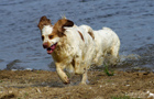 Dukeries' Clumber Spaniel Aven