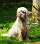 Dukeries' Clumber Spaniel Sparkle