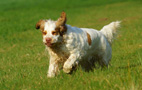 Dukeries' Clumber Spaniel Aven