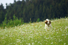 Dukeries' Clumber Spaniel Aven