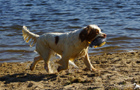 Dukeries' Clumber Spaniel Leya