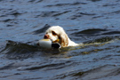 Dukeries' Clumber Spaniel Sparkle