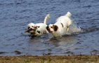 Dukeries' Clumber Spaniel Sparkle