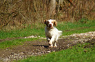 Dukeries' Clumber Spaniel Leya