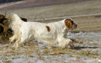 Dukeries' Clumber Spaniel Leya