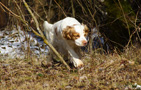 Dukeries' Clumber Spaniel Leya