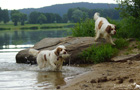 Dukeries' Clumber Spaniel Aven