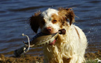 Dukeries' Clumber Spaniel Leya