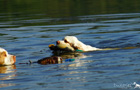 Dukeries' Clumber Spaniel Leya