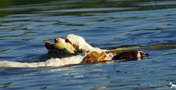 Dukeries' Clumber Spaniel Leya